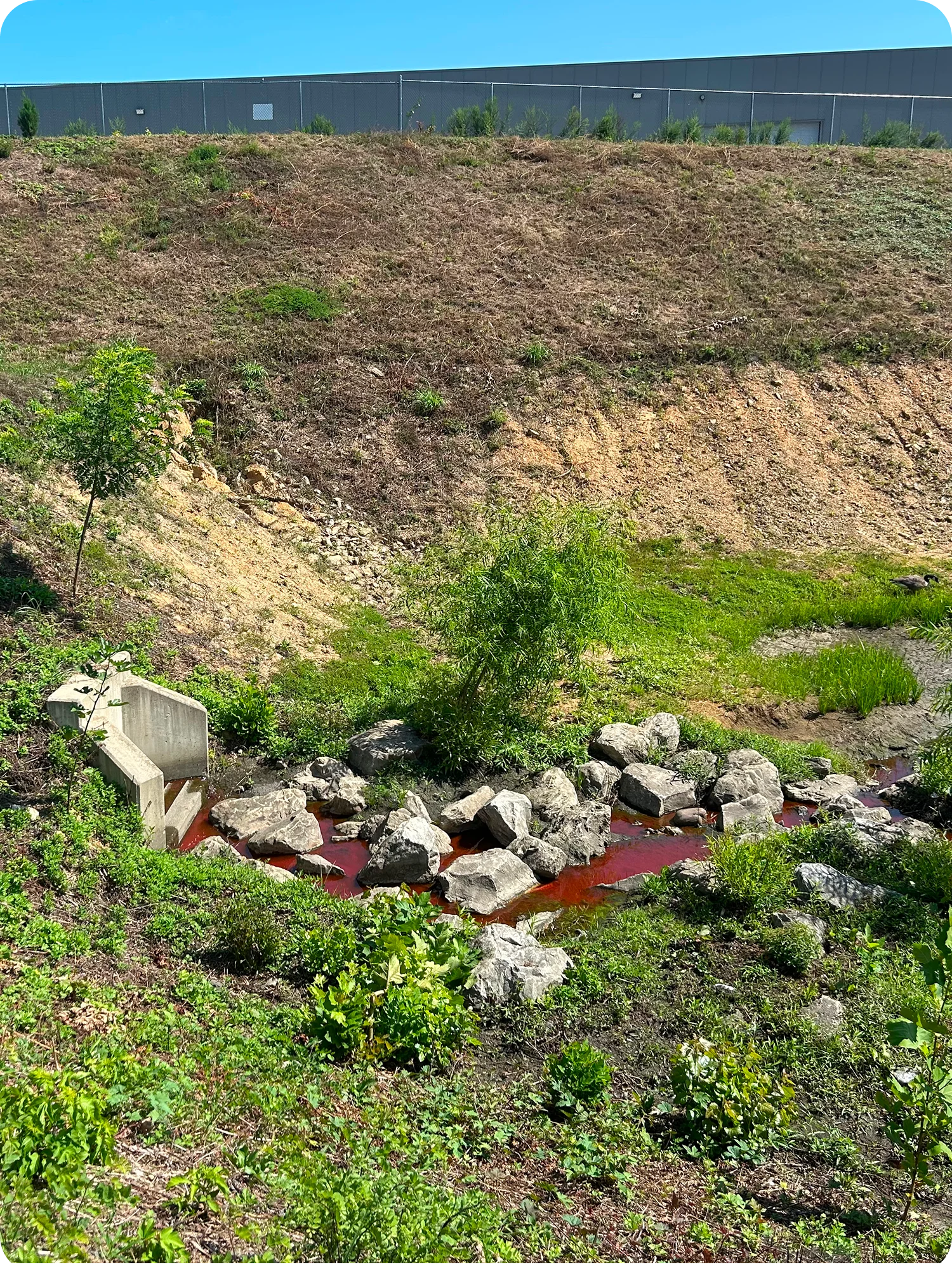 dye testing after results