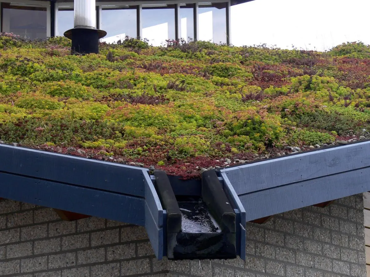 close up shot of green roof Benefits of service