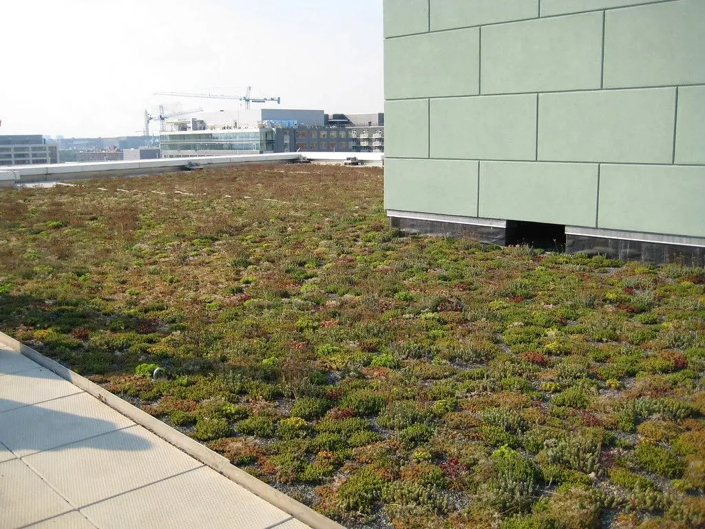 green roof treatment with city skyline barely visible Benefits of service